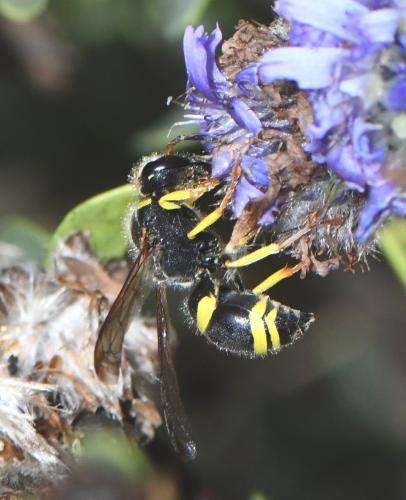 Ancistrocerus sp.